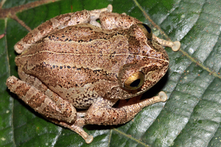Illustration for article titled Scientists find 8 impossibly adorable new frogs in a single forest